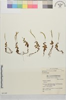 彭氏柳葉菜藏品圖，第1張