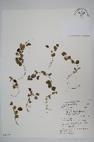 普刺特草藏品圖，第1張