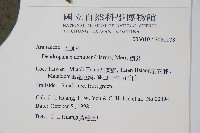 臺灣樹參藏品圖，第2張