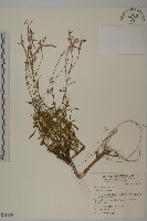 瞿麥藏品圖，第1張