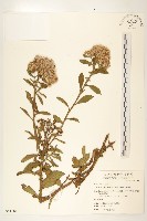 翼莖闊苞菊藏品圖，第1張