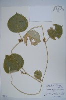 假防己藏品圖，第1張