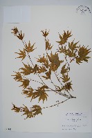 雞爪槭藏品圖，第1張