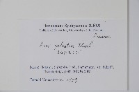 雞爪槭藏品圖，第2張