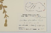 球序卷耳藏品圖，第2張