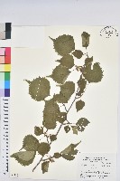 登錄號:S051207藏品圖，第1張