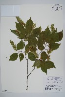 登錄號:S051208藏品圖，第1張