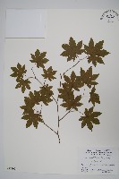 登錄號:S051209藏品圖，第1張