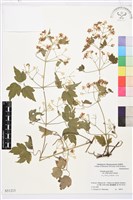 登錄號:S051213藏品圖，第1張