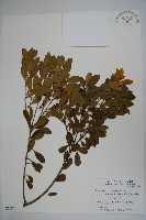 登錄號:S051216藏品圖，第1張