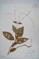 登錄號:S051218藏品圖，第1張