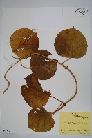 假防己藏品圖，第1張