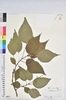 野桐藏品圖，第1張