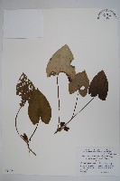 登錄號:S051223藏品圖，第1張