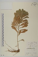 牡蒿藏品圖，第1張