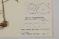 牡蒿藏品圖，第2張