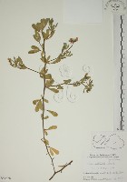 蘭嶼百脈根藏品圖，第1張