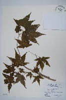 銳齒槭藏品圖，第1張