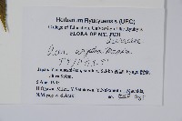 銳齒槭藏品圖，第2張