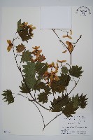 塞波德槭藏品圖，第1張