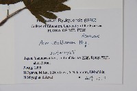 塞波德槭藏品圖，第2張