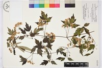 女萎藏品圖，第1張