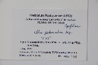 刻脈冬青藏品圖，第2張