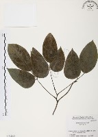 血藤、青山籠藏品圖，第1張