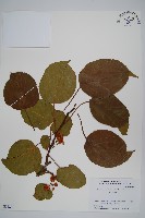 腺齒獼猴桃藏品圖，第1張