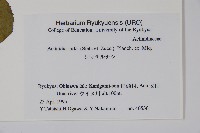 腺齒獼猴桃藏品圖，第2張