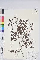 登錄號:S051247藏品圖，第1張