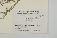 牡蒿藏品圖，第2張