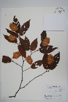 登錄號:S051249藏品圖，第1張