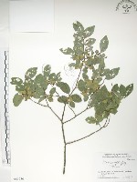 紅雞油、榔榆藏品圖，第1張