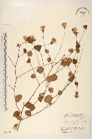 登錄號:S051258藏品圖，第1張