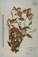 登錄號:S051260藏品圖，第1張