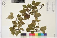 登錄號:S051264藏品圖，第1張