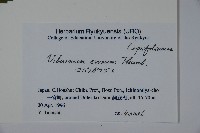 松田氏莢迷、宜昌莢迷藏品圖，第2張