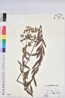 登錄號:S051270藏品圖，第1張