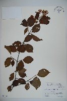 莢迷藏品圖，第1張