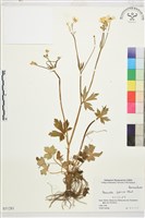 毛茛藏品圖，第1張