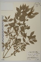 齒毛衛矛藏品圖，第1張