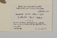 齒毛衛矛藏品圖，第2張