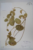 登錄號:S051288藏品圖，第1張