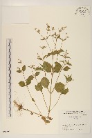 登錄號:S051291藏品圖，第1張