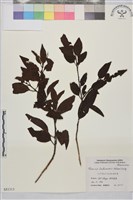 琉球鼠李藏品圖，第1張