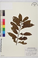 登錄號:S051316藏品圖，第1張