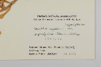 長萼瞿麥藏品圖，第2張