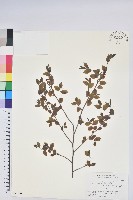 登錄號:S051340藏品圖，第1張