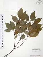 樟樹藏品圖，第1張